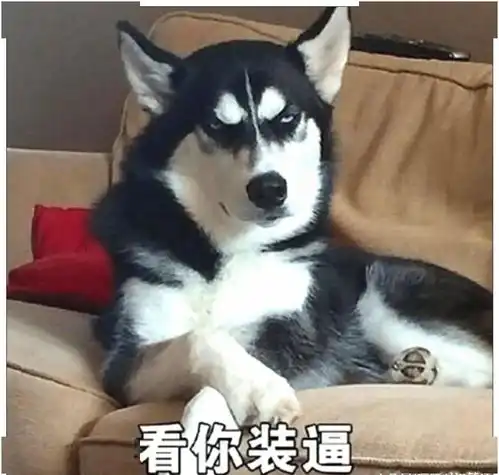 二哈被柯基压在墙角暴打,突然发现柯基弱点,下一秒让人笑喷了
