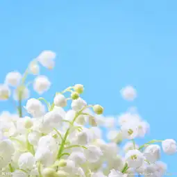 白色铃兰花簇图片
