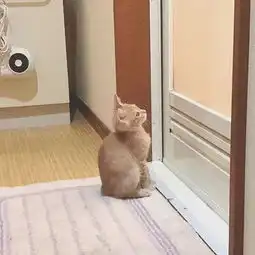 日本小哥哥养了一只小橘猫,一定要在他腿上才睡得着,这磨人的小妖精可爱到治愈
