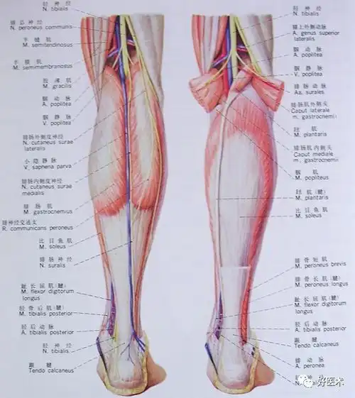 脊柱神经支配及走形
