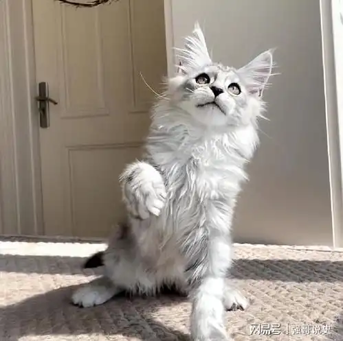 你想养猫咪吗看看这几种猫,脾气超好
