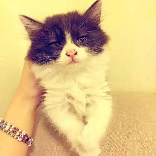 中华田园猫的颜值可以多高
