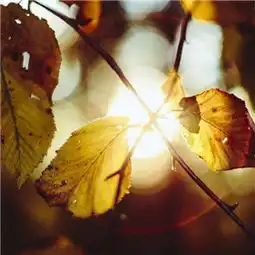 狮子座男生和白羊座女生配吗天生一对的真爱cp
