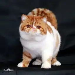 三分钟教你认识喵星人最值得拥有的常见猫猫品种图鉴
