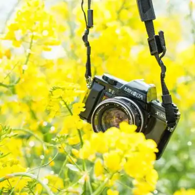 2024唯美浪漫的微信头像,微信唯美好看甜甜的头像图片
