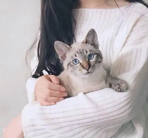 一个人有没有养猫,这6个特征就暴露出来了
