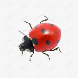 七星瓢虫素材图片免费下载高清png千库网图片编号4838591
