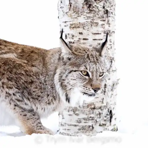 极地动物园探险
