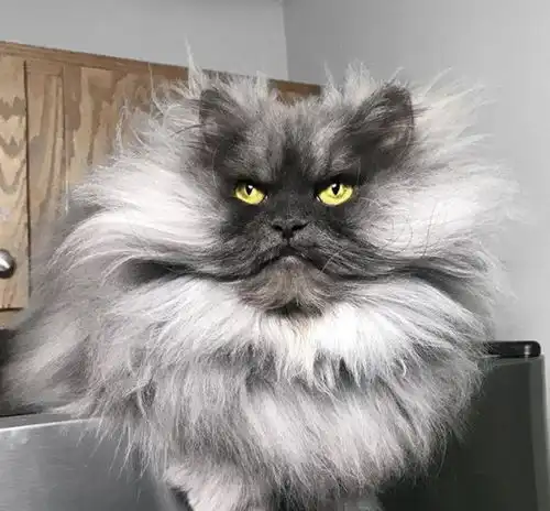 宠物这么做也太可爱了吧太会逗主人开心了
