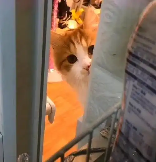 猫咪经常在床上睡觉的不同位置,竟暴露出你在它心中的地位
