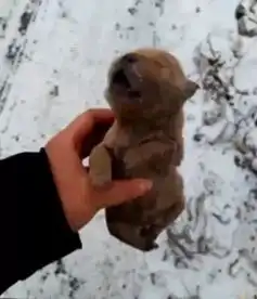 男子在雪地捡到只小奶狗,狗狗的状态让人不知所措

