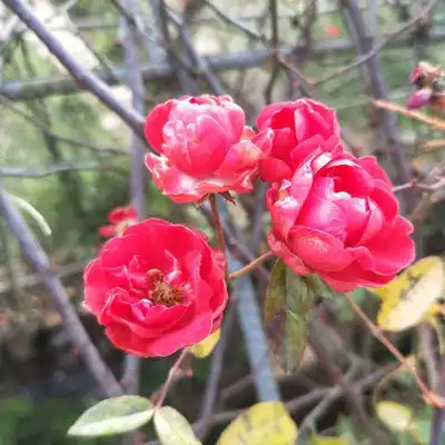 中老年人头像风景和花老年人专用微信头像
