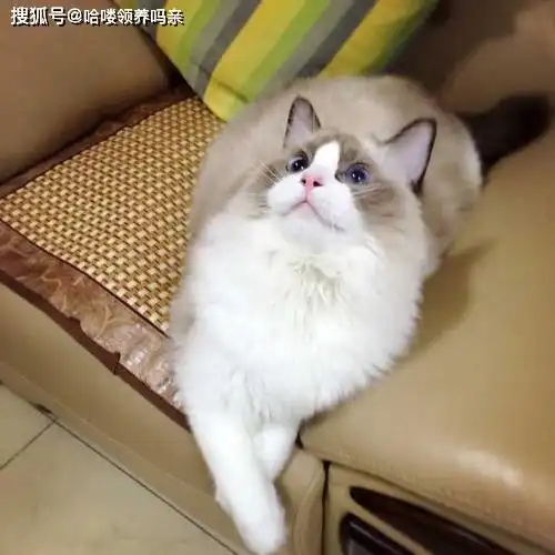 猫间仙女布偶猫,养一只小仙女是一种什么样的体验

