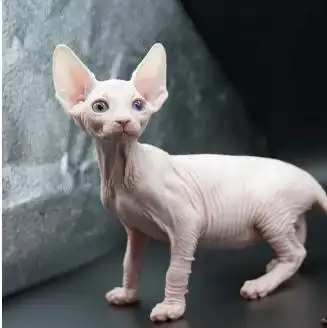 杭州女孩过10岁生日,外婆送她一只无毛猫,没想到
