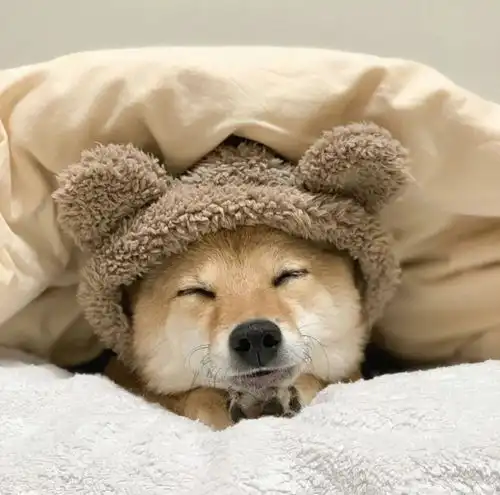 简单入睡四部曲
