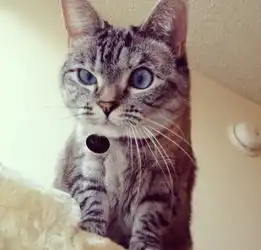 蠢萌动物集锦8图观天下人民论坛网
