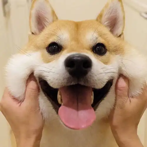 求推荐一个面部精华
