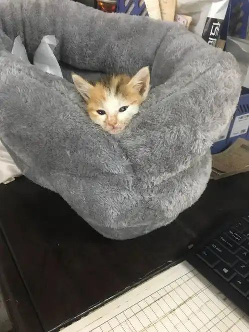 女孩逛街捡到只三色猫,喂养一周去宠物店驱虫时,老板直呼我赚了
