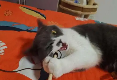 猫咪的行为为何总是咬你教你治喵招变温柔

