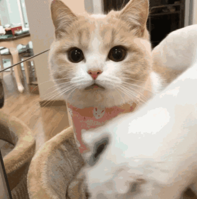 原来人感染猫癣是这样的女孩养猫十天后秃头,原来是猫癣惹的祸,如何治疗和预防猫癣

