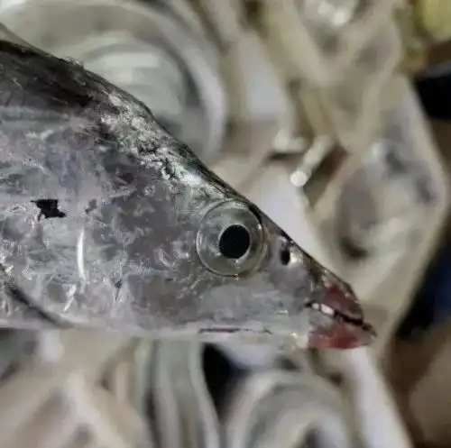 带鱼鲳鱼小黄鱼最近,不少宁波人都在忙着办这事,再不抓紧就
