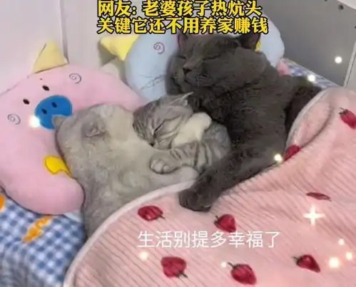 主人努力挣钱,回家后发现猫咪的状态酸了这才是自己想要的生活
