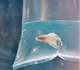 12星座会为了什么而换头像,狮子座竟然是想引起某人的注意
