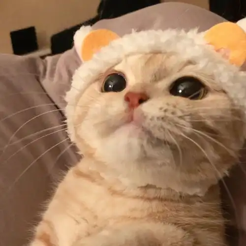 宠物头像大全超可爱猫咪狗狗头像
