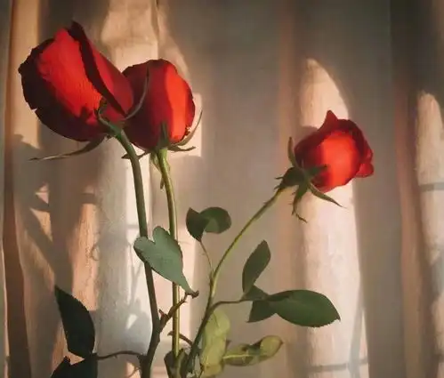 25岁摄影师鹿道森遗书轰动全网再见了,玫瑰少年
