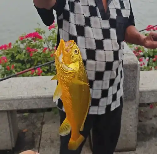 福建大爷钓上黄花鱼,现场多人围观,网友却因价格吵翻了
