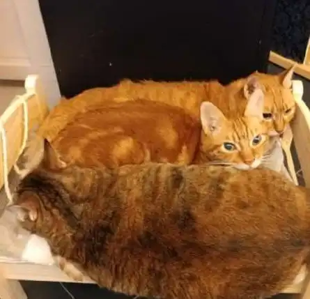 橘猫非要挤在一张小床上睡觉,仔细一看后,网友忍不住笑喷了
