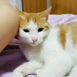 说好的高冷呢无法想象的黏人猫咪
