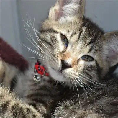 小猫咪头像,顽皮淘气的小猫咪图片
