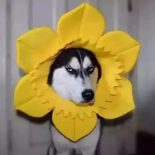 有没有什么让人一看就觉得这个人有病的头像
