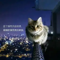 qq头像一只凶狠的猫咪
