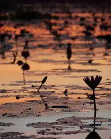 泰国别样风情就是不一样
