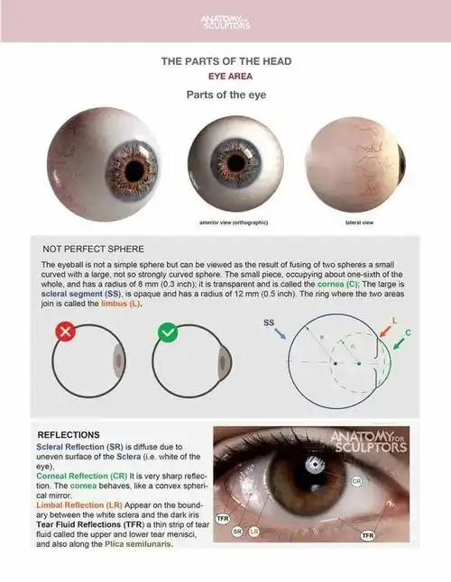 教练我想学人体结构内含100结构分析图,anatomy最新头颈结构
