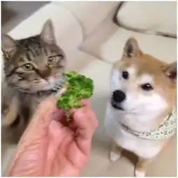 我不是潘金莲单身狗如何正确经营朋友圈
