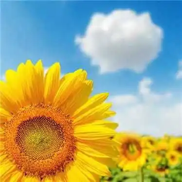 为何阶层高的人不像层级低的人那样将成功归为努力,而说靠运气
