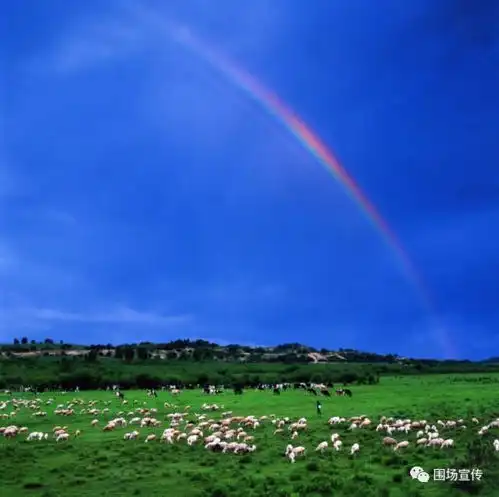 木兰围场这里是水的源头云的故乡花的世界,更是林的海洋
