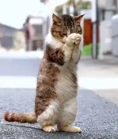 因为一彩民摸了猫后中大奖,这家神社火了
