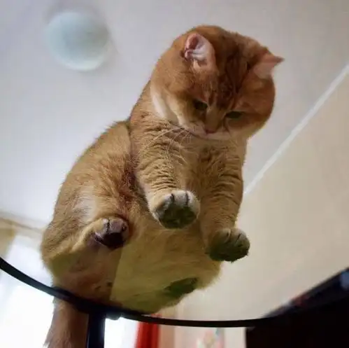 坐在玻璃上的猫咪们,看完心情都好了
