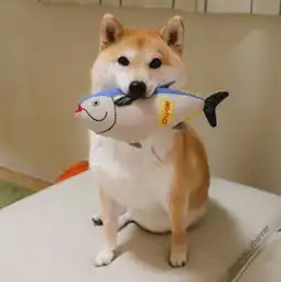 治愈系宠物图片小柴犬,和它的美食故事
