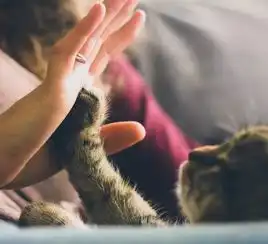 猫咪心思太难猜,铲屎官读懂这些喵星语才能了解它
