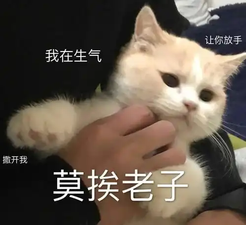 一堆猫猫表情包
