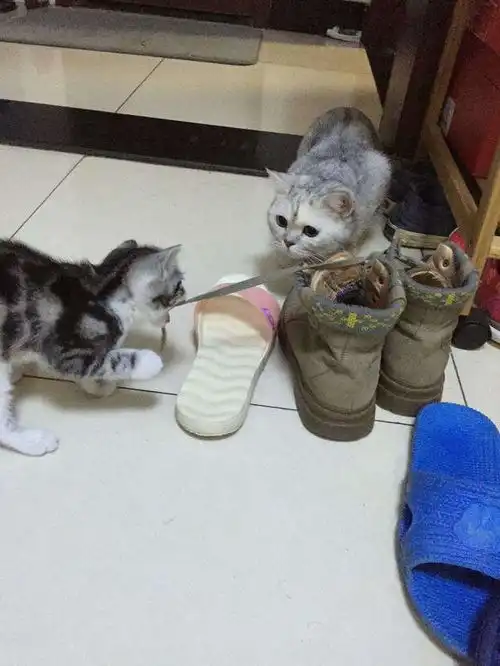 猫咪的行为为何总是咬你教你治喵招变温柔
