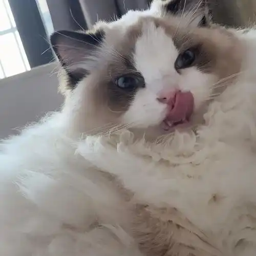 对猫的情感需求度太高了怎么办,怎么降低自己的情感需求
