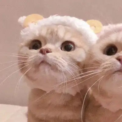 我们一起喵喵喵可爱情侣猫猫头像

