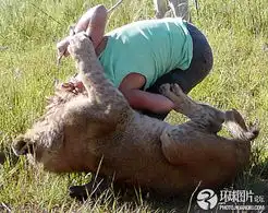 游客惨遭动物围攻的惊魂一幕
