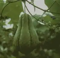 果品图库图片列表
